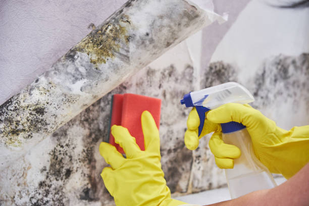 Mold Documentation for Insurance Claims in Enigma, GA